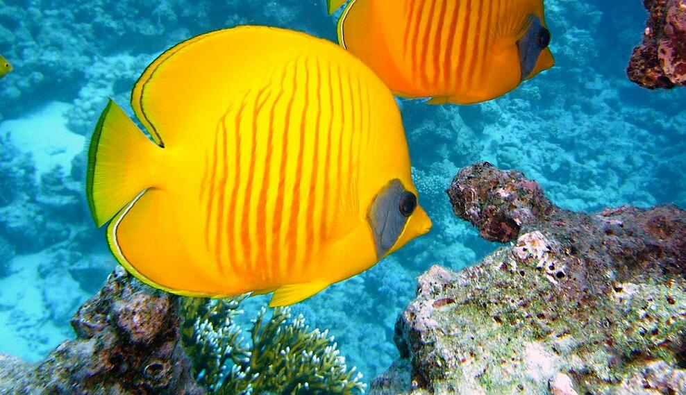 Corso Open Water Diver