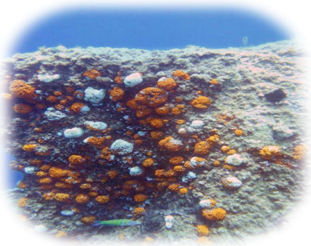 Biologia Marina Biologia Marina