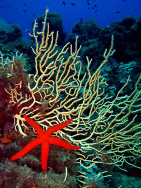 Corso Sub Latina Corso Open Water Diver Latina