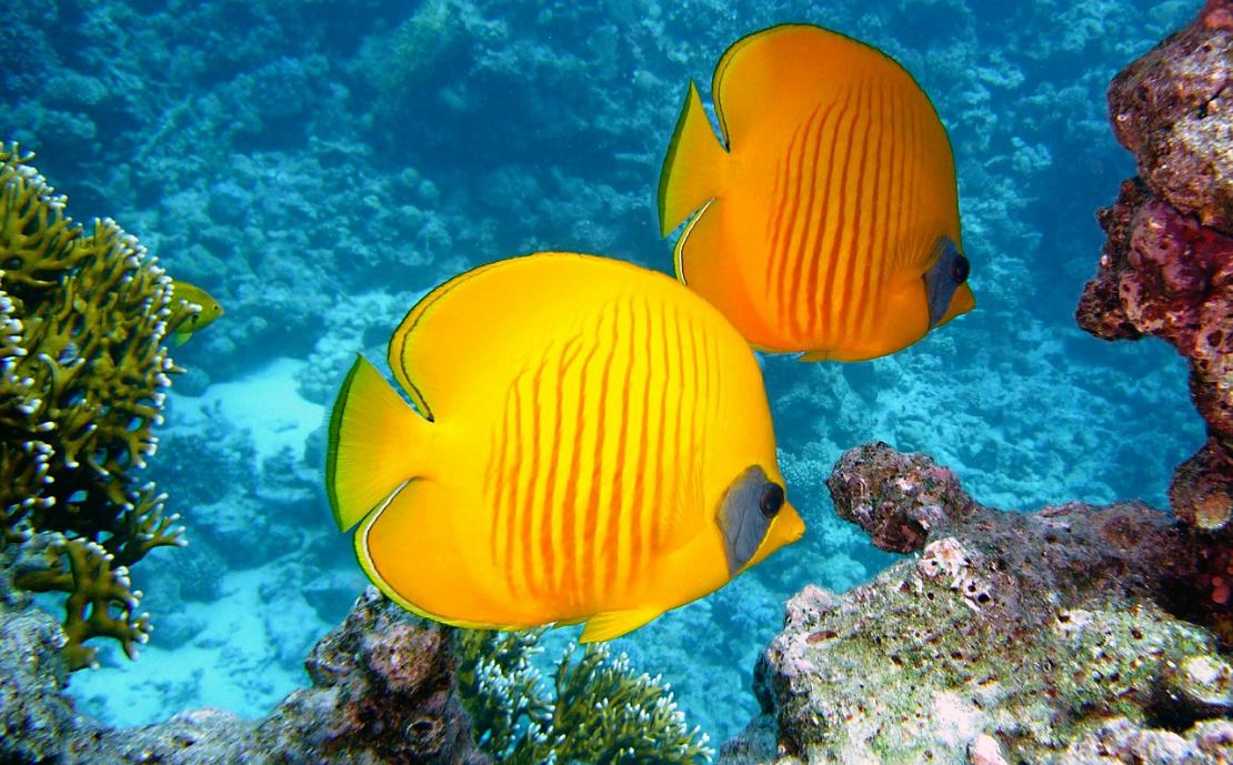 Corso Open Water Diver